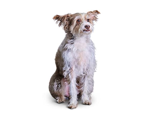 Advanced Image Masking Techniques: Professional Photo Editing Guide